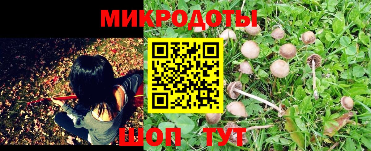 Псилоцибиновые грибы Psilocybine cubensis Заводоуковск